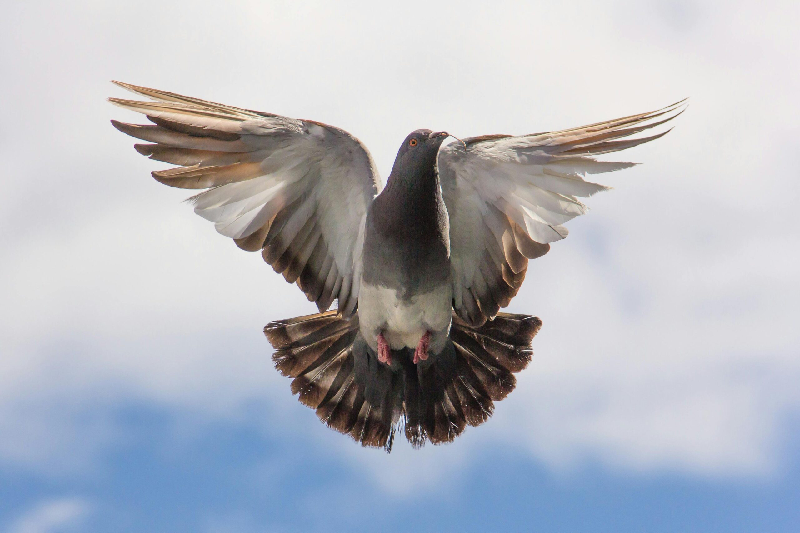 Photo by Pixabay: https://www.pexels.com/photo/brown-and-white-flying-bird-on-blue-sky-36715/